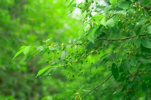 Green fruits of plum trees, which begin to ripen, hang on a tree branch photo