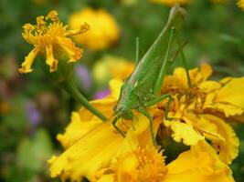 Green locust on a yellow marigold. Long locust mustache. Insect on a close-up flower. photo