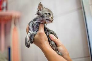 mojado gatito en el manos de propietario en baño. tomó el redimido gatito fuera de el agua. foto