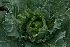 Brassica oleracea, Background of cabbage, headed cabbage leaves. Dew drops on a leaf of cabbage. Green juicy color of the plant. photo