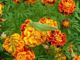 Green locust on a yellow marigold. Long locust mustache. Insect on a close-up flower. photo