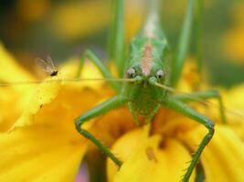 Green locust on a yellow marigold. Long locust mustache. Insect on a close-up flower. photo