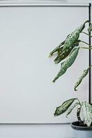 Dieffenbachia, dumb cane and mother-in-law's tongue against background of magnetic board, white marker board on the wall in classroom. photo