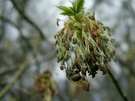 miel abeja recoger polen desde acer negundo caja mayor, boxelder arce, hojas de ceniza arce, y arce ceniza . cierne amentos en un arce árbol. miel plantas de Ucrania. foto