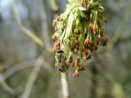 Honey bee collect pollen from maple flowers. Blossoming catkins on a maple tree. Honey plants of Ukraine. photo