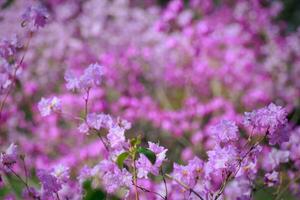 bush of flowering azaleas against a background of trees in a blue haze. photo