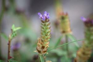 Prunella vulgaris, self-heal, heal-all, woundwort, heart-of-the-earth, carpenter's herb, brownwort and blue curls purple flower growing on the field. Honey and medicinal plants in Europe. drug plants photo