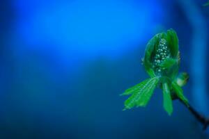 Young leaves and flower buds of horse chestnut in May in spring. photo