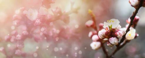 A peach blooming in the spring. Beautiful pink flower on a tree branch. A gentle spring background with sun rays and a blurred background with a copy space photo