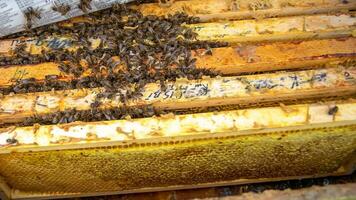 invierno racimo es un bien definido racimo de miel abejas ese formas dentro un Colmena como fuera de aire temperatura disminuye invierno racimo más apretado y más compacto. abejas adherirse estrechamente juntos en peines en colmena en apicultura. foto