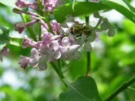 A honey bee collects pollen from lilac in the month of May. Honey plants Ukraine. Collect pollen from flowers and buds photo