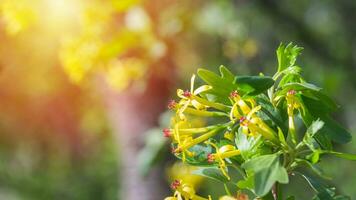 Jostaberry blackcurrant bush branch blossoming for backgrounds in garden. Yellow small flowers photo