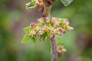 gooseberry, Ribes uva-crispa blooming in spring. flower Ribes grossularia close-up against background of leaves. Branches and young shoots of fruit shrub. photo