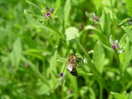 un abeja recoge néctar desde púrpura flores pulmonaria en el primavera. flores pulmonaria me gusta campanas cerca arriba. miel plantas Ucrania. recoger polen desde flores y brotes foto