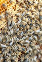 Drones on a wax frame surrounded by bee colonies. Beekeeping. Growing drones to select sperm. Artificial insemination of the queen bee with sperm of donor's drone. photo