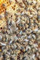 drones en un cera marco rodeado por abeja colonias apicultura. creciente drones a Seleccione esperma. artificial inseminación de el reina abeja con esperma de del donante zumbido. foto