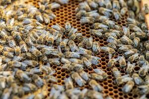 Drones on a wax frame surrounded by bee colonies. Beekeeping. Growing drones to select sperm. Artificial insemination of the queen bee with sperm of donor's drone. photo