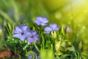 Dwarf periwinkle in its prime, displaying its charming purple blooms amidst a backdrop of green foliage. photo