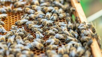 Drones on a wax frame surrounded by bee colonies. Beekeeping. Growing drones to select sperm. Artificial insemination of the queen bee with sperm of donor's drone. photo