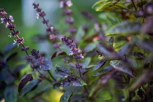 flor albahaca, genial albahaca, hierba-de-san-jose púrpura arbusto en el jardín. foto