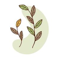 Branches with leaves. Plant isolated vector illustration. Colored autumn leaves Doodle style.