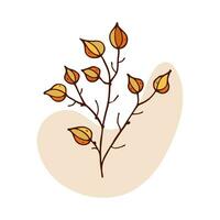 dry plant with orange balls plant isolated vector illustration. Physalis chinese lantern plant fruit. Hand drawn branches, beige abstract spot. Design element for natural and organic designs.