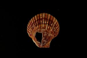 a shell on a black background photo