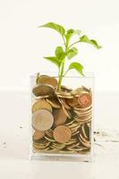money and plant in a glass vase photo
