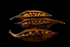 three seeds of a nut on a black background photo