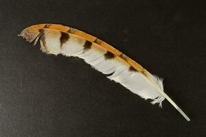 a feather on a black background photo