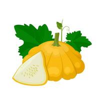 Vector illustration, Pattypan squash whole and sliced, with green leaves, isolated on white background.