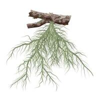 Vector illustration, usnea barbata growing on dry tree branches, isolated on white background.