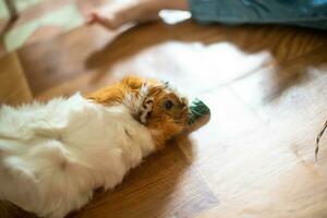 Small girl feeds guinea pig out of hands. manual animal eats cucumber from human hands. child takes care and plays with pet. Feeding pets with natural food. Real life at home. Soft focus. Selective focus. photo