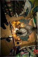 Cat looks up amid Christmas lights. Cat on table with tools for packing gifts for new year 2021 photo