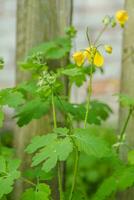 Yellow flowers of Chelidonium majus,  celandine, nipplewort, swallowwort or tetterwort close-up on background of wooden fence in village. Growing on street blooming in spring celandine. photo