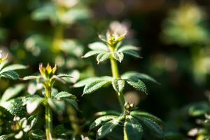 Galium aparine cleavers, catchweed, stickyweed, robin-run-the-hedge, sticky willy, sticky willow, stickeljack, and grip grass use in traditional medicine for treatment. Soft focus. Film grain. photo