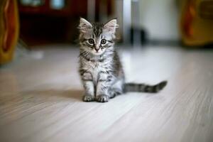 A small kitten sits in the middle of the house room. Growing cats. Caring for pets. photo