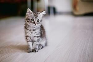 small striped kitten sits in large room. beautiful cat bowed head. photo