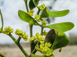 viscum verde flores con hojas . cierne muérdago en ramas en primavera exterior. colección de medicinal plantas durante floración en verano y primavera. medicinal hierbas. automedicación. foto