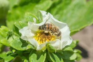 Honey bee collect nectar from Beautiful white strawberry flower in the garden. The first crop of strawberries in the early summer. Natural background. photo