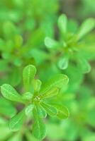 Galium aparine cleavers, catchweed, stickyweed, robin-run-the-hedge, sticky willy, sticky willow, stickyjack, stickeljack, and grip grass use in traditional medicine for treatment of disorders of lymph systems close-up In spring photo