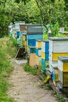 apiary with single-body beehives and multi-body beehives in the garden. Apiary on the plot, next to the house, in the yard with green grass. Private business in agribusiness. photo