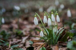 Galanthus, snowdrop three flowers against the background of trees. photo