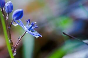 White flowers of the Scilla Squill blooming in April. Bright spring flower of Scilla Bifolia closeup photo