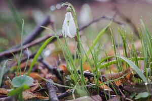 Galanthus, snowdrop three flowers against the background of trees. photo