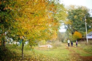 Dirt road covered with yellow autumn leaves photo