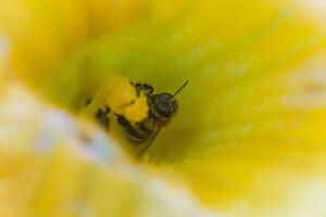 un abeja coleccionar néctar desde un calabaza flor. un abeja se sienta en el mano de mortero de enorme amarillo calabaza flor. foto