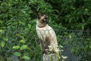 Siamese purebred pussy sitting on the Grid fence. Animal in a co photo