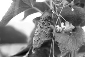 One green ripe cucumber on a bush among the leaves. Cucumber on the background of the garden. photo