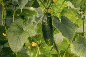 One green ripe cucumber on a bush among the leaves. Cucumber on the background of the garden. photo